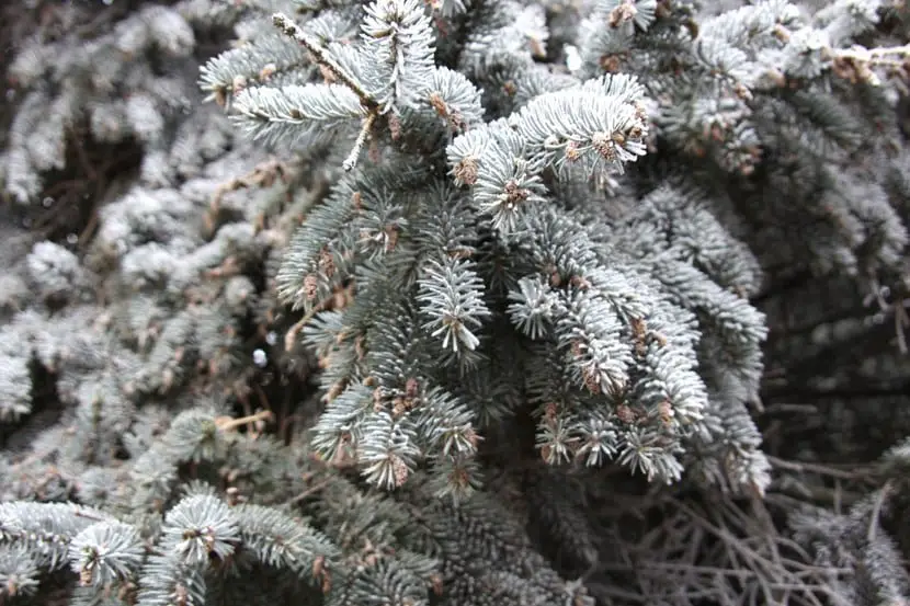 how to protect outdoor plants in winter