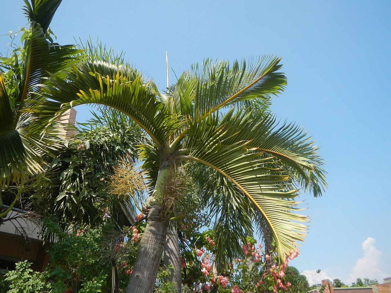 Bottle palm, a curious plant for warm gardens