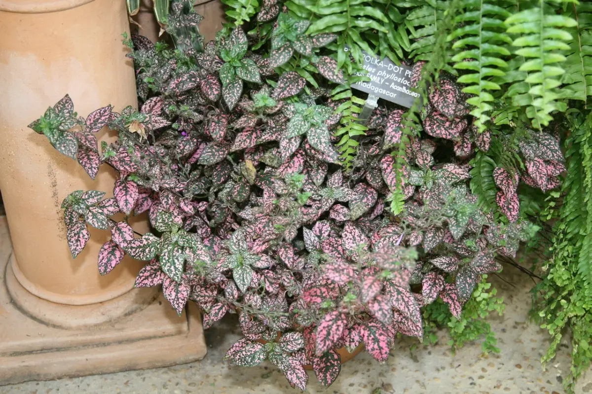 Characteristics and care of the hypoestes