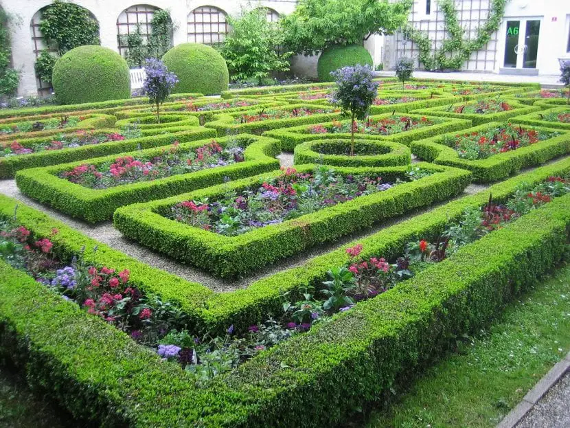 How to choose plants for hedges?