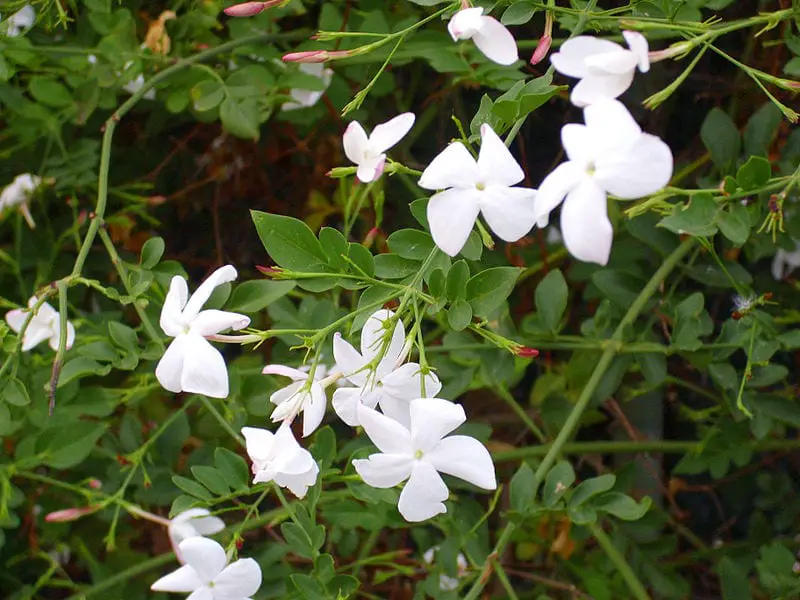 Jasminum officinale, the most fragrant climber