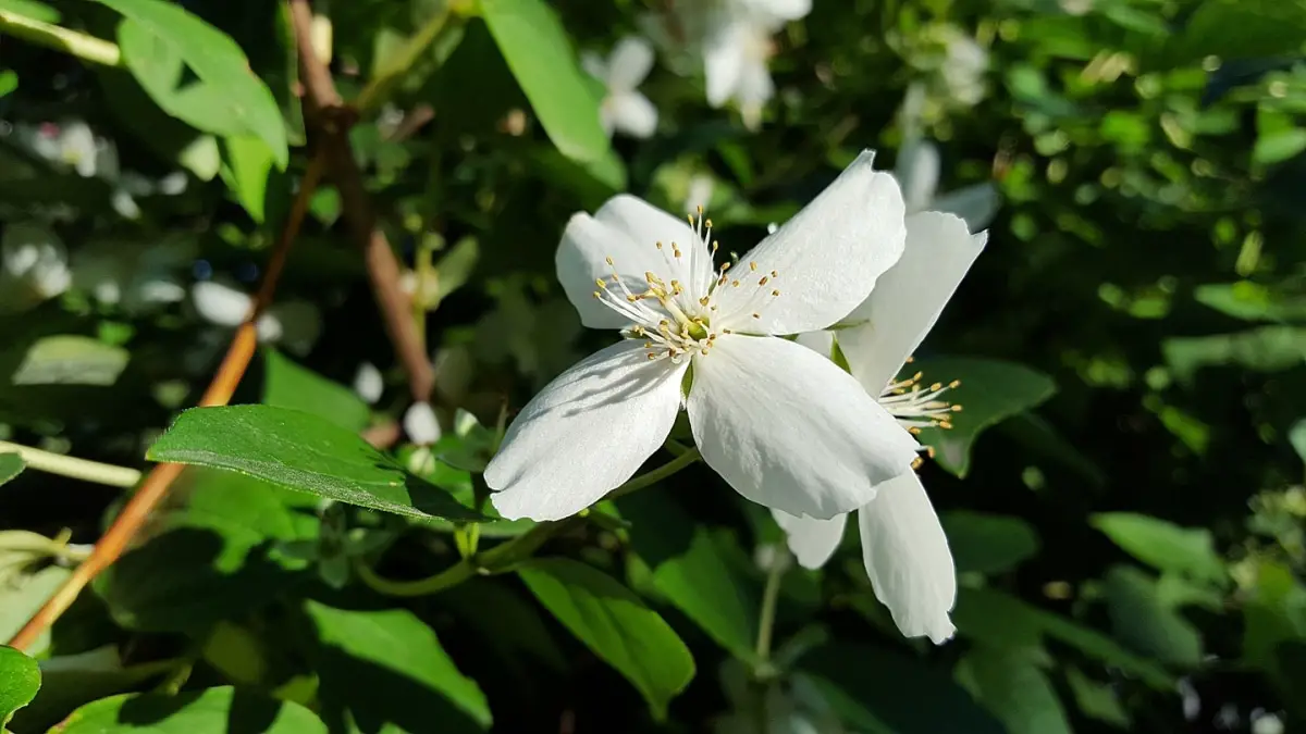 What is the easiest climbing plant with white flowers to care for?