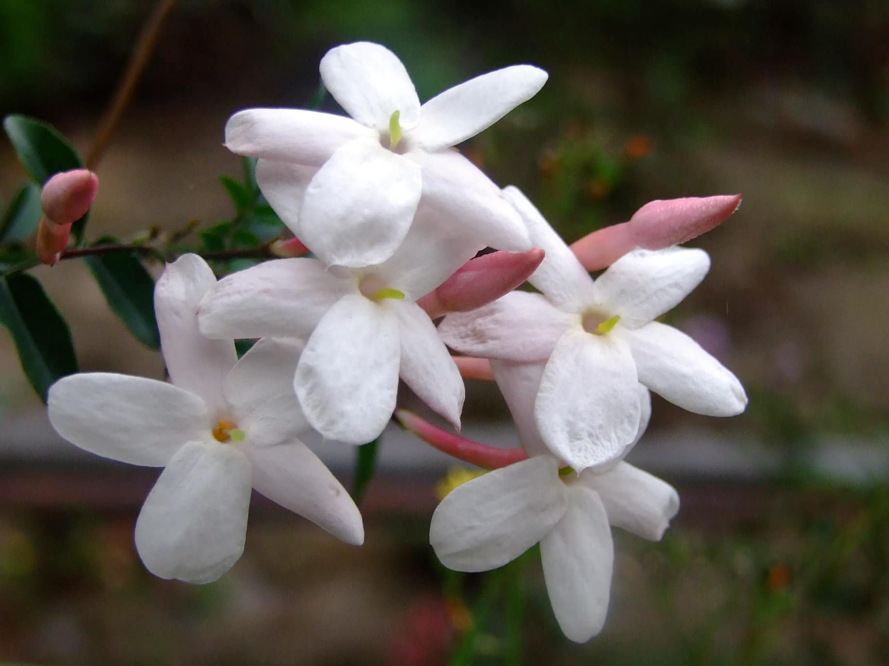 Characteristics and care of Chinese jasmine