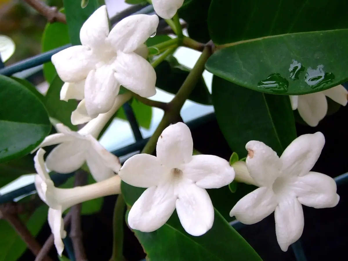 Madagascar jasmine: care | Gardening On
