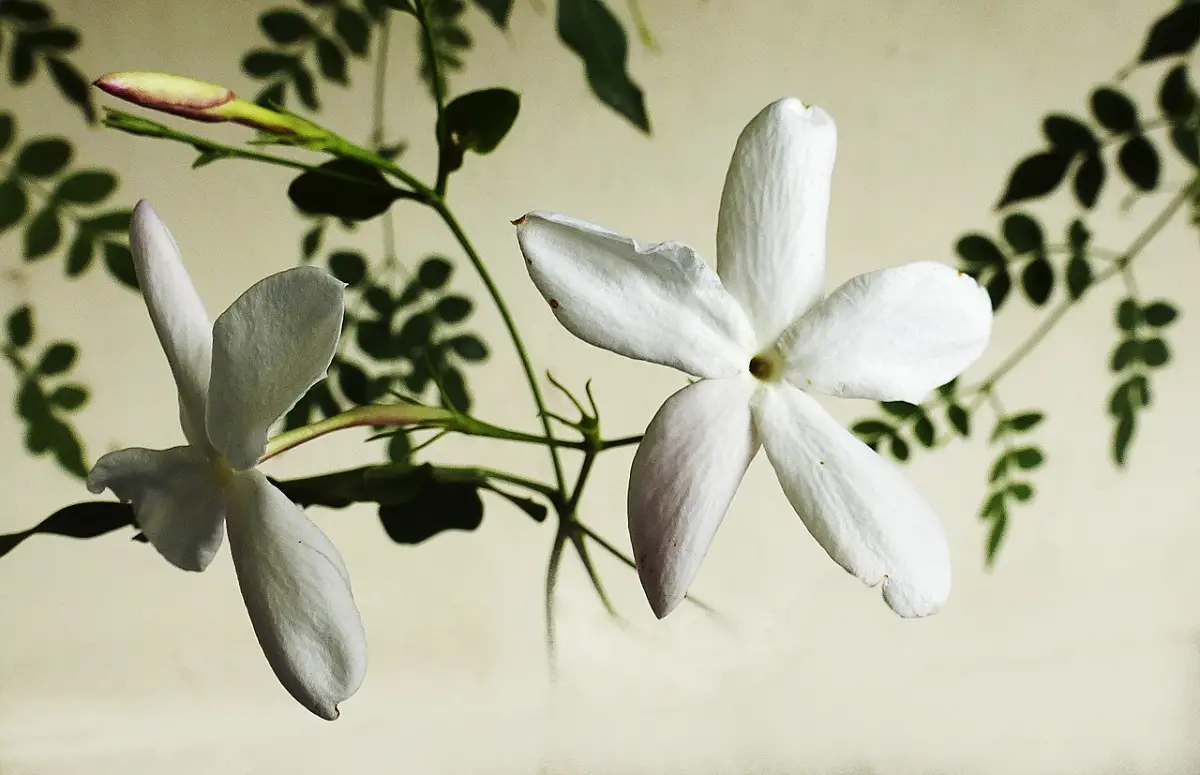 How to plant jasmine | Gardening On