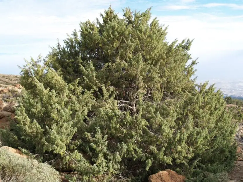 Canary cedar (Juniperus ceder)