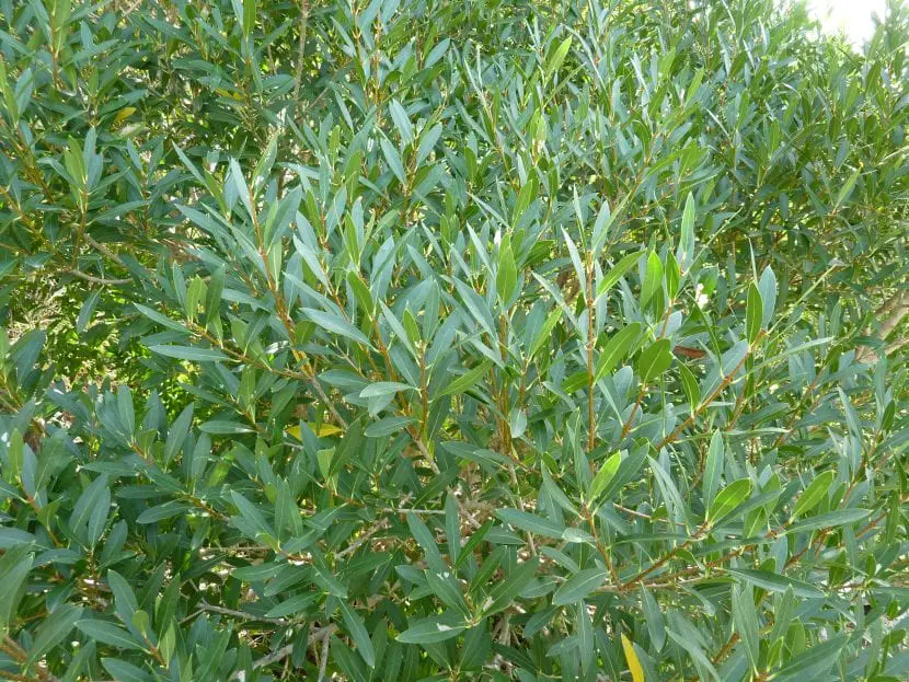 lambwing (Phillyrea angustifolia)