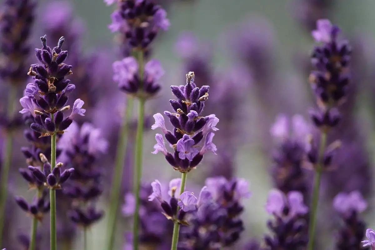 Potted lavender: Characteristics, how to grow it and care