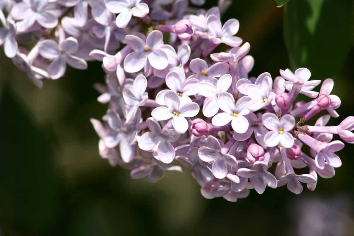 Potted lilac care | Gardening On