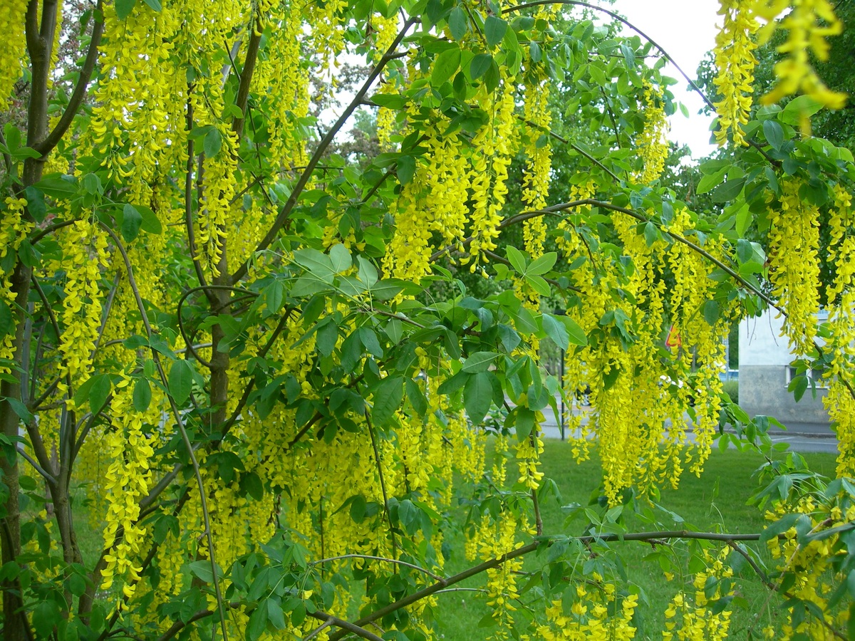Characteristics and care of the Golden Rain tree