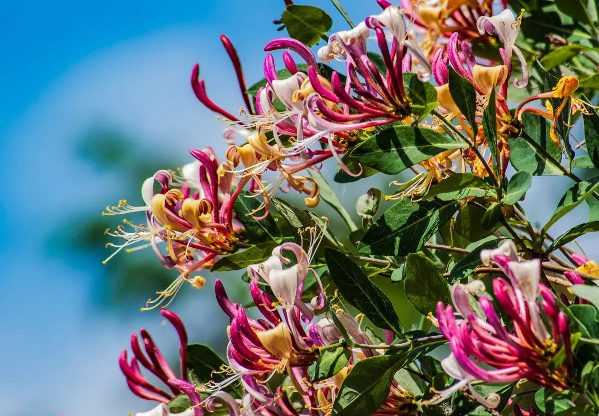 How To Care For Potted Honeysuckle
