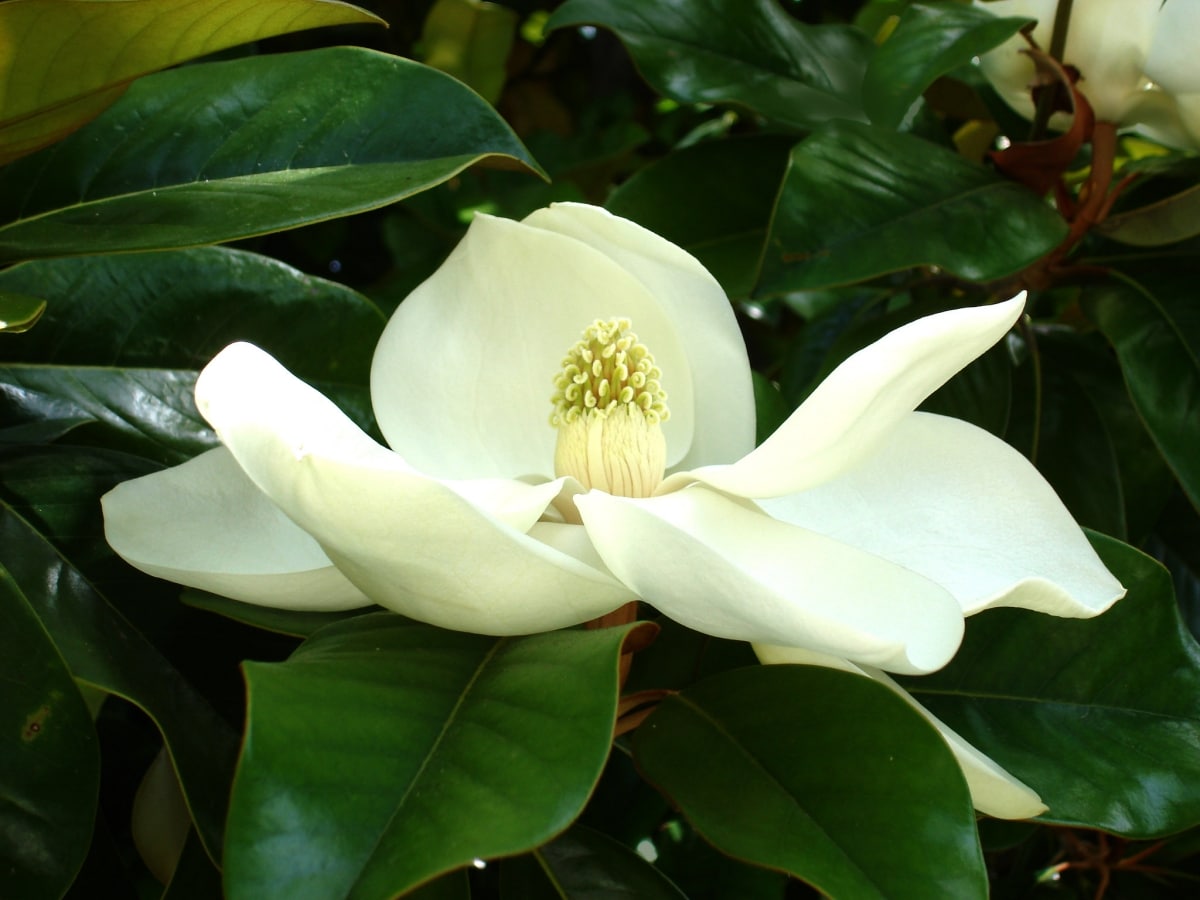 Potted Magnolia Tree Care | Gardening On