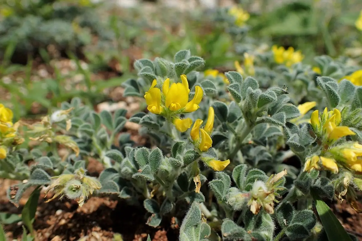 All about the marine Medicago or beach runner