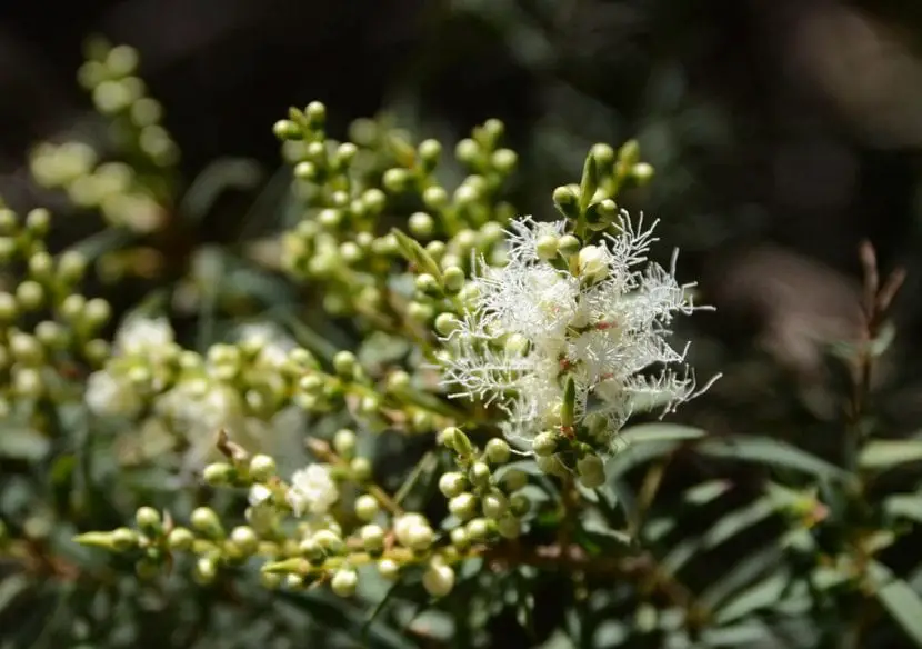 Narrow-leaved tea tree (Melaleuca alternifolia)
