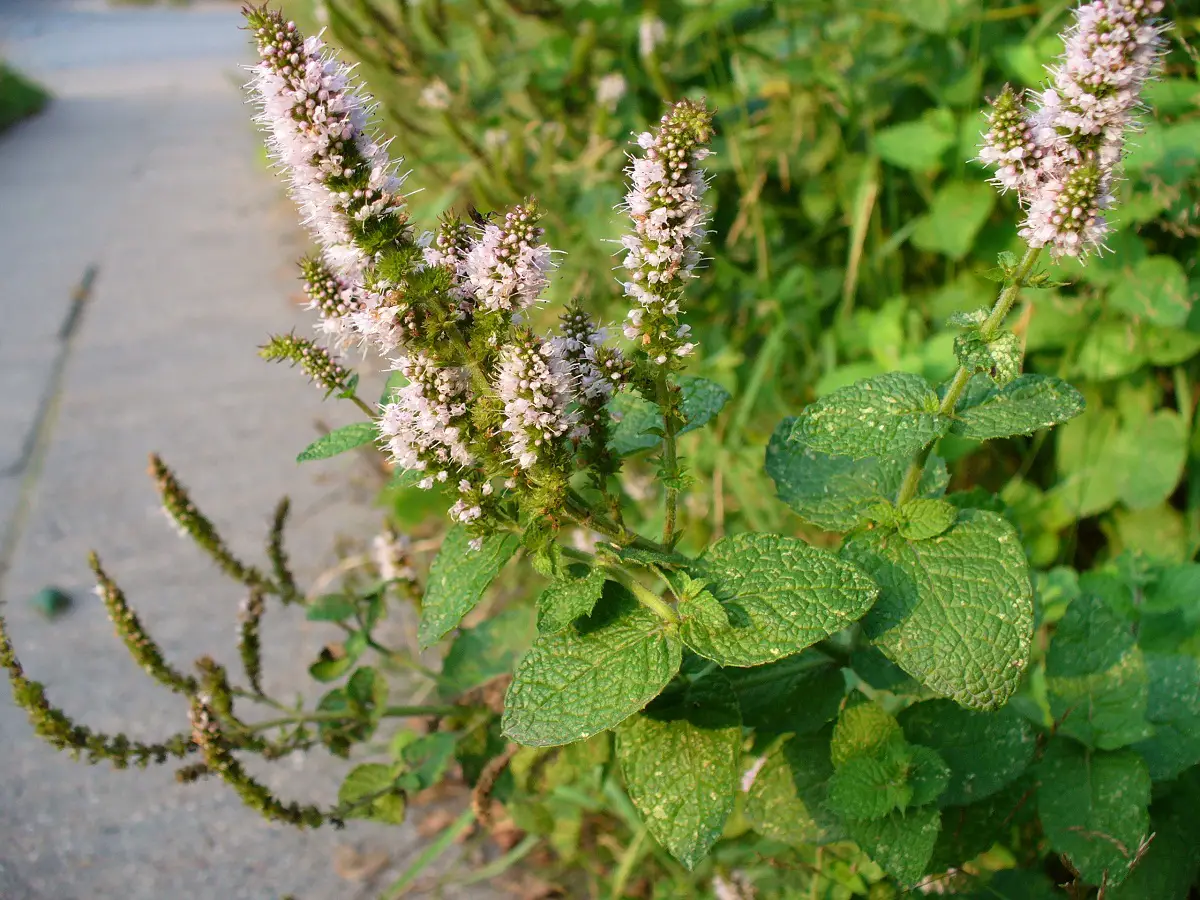 Mentha suaveolens: A plant with great uses for health