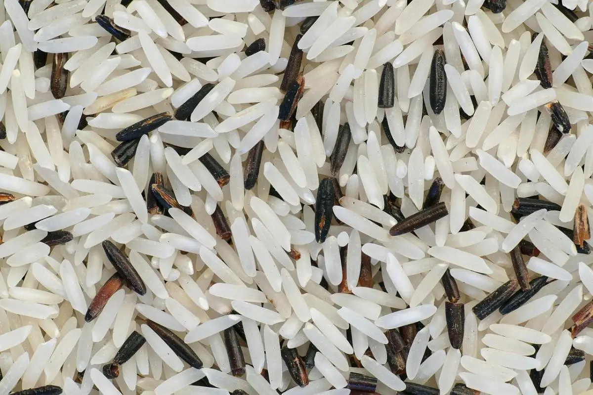 What are the different types of rice that exist?