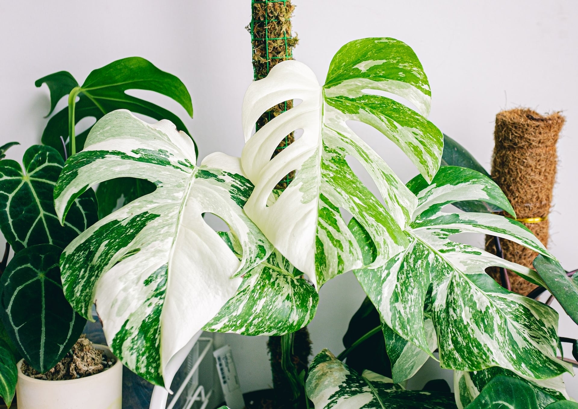 What are the care of the monstera variegata?