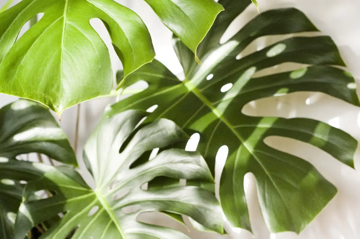 All the types of Monstera that you can use to decorate your home