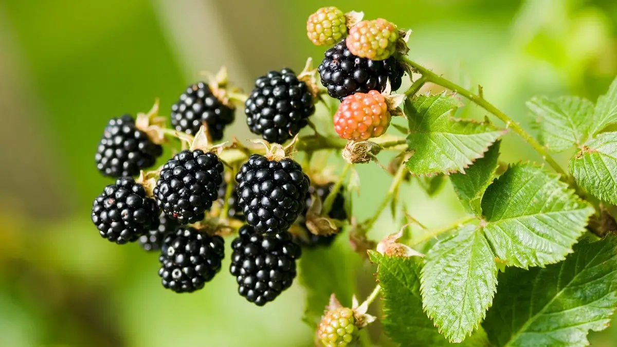 Thornless blackberry care: the best tips