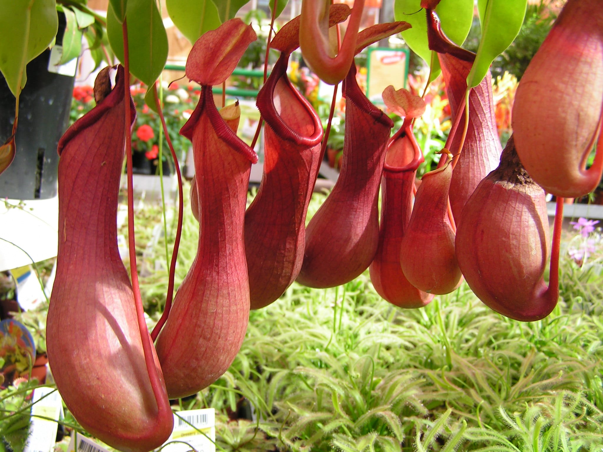 Caring for Nepenthes alata, a carnivorous plant for beginners