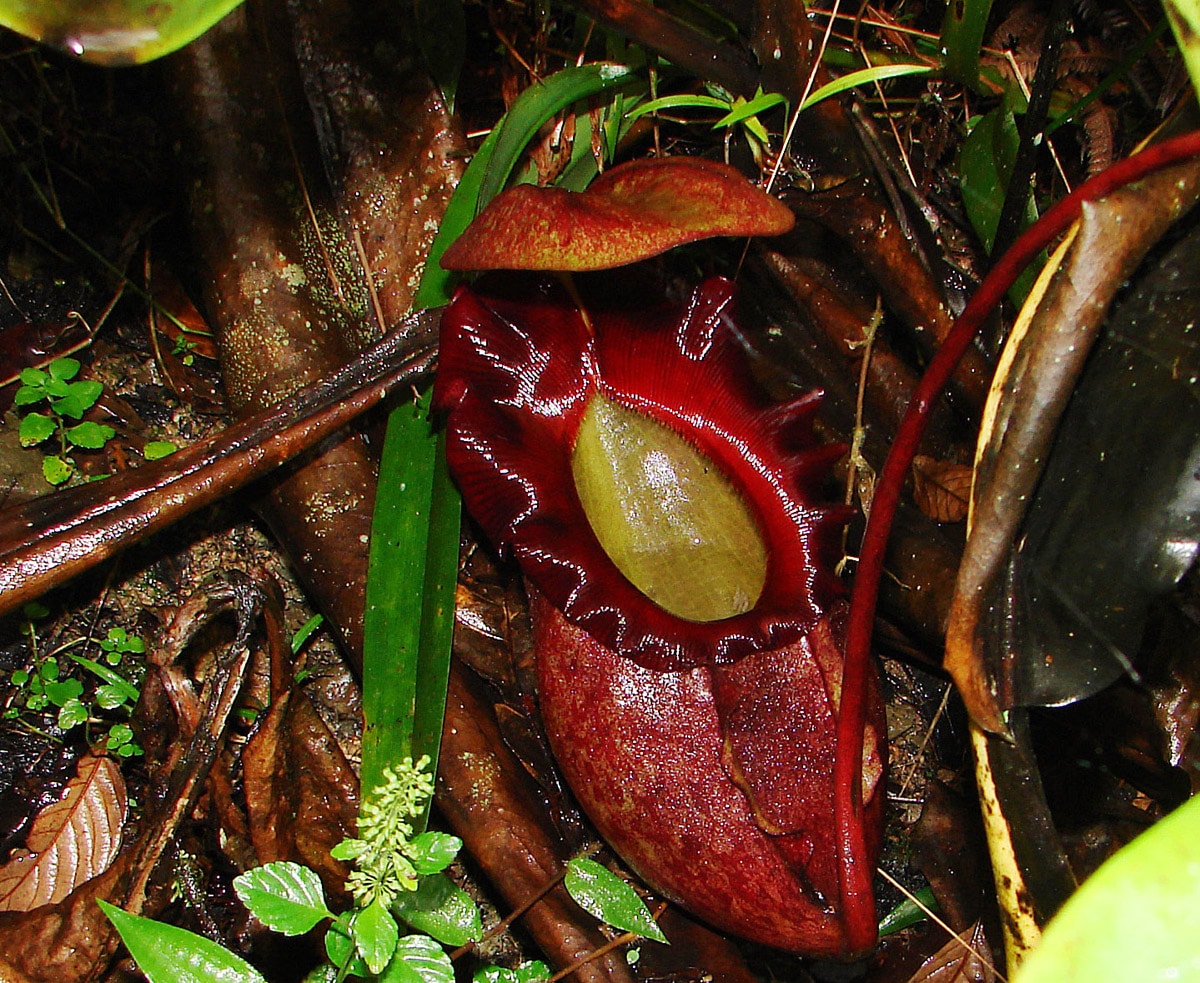 Nepenthes rajah, care of the giant carnivore