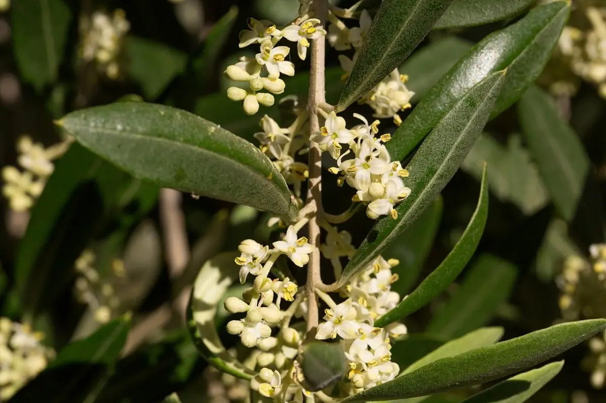 What is the name of the olive tree flower?