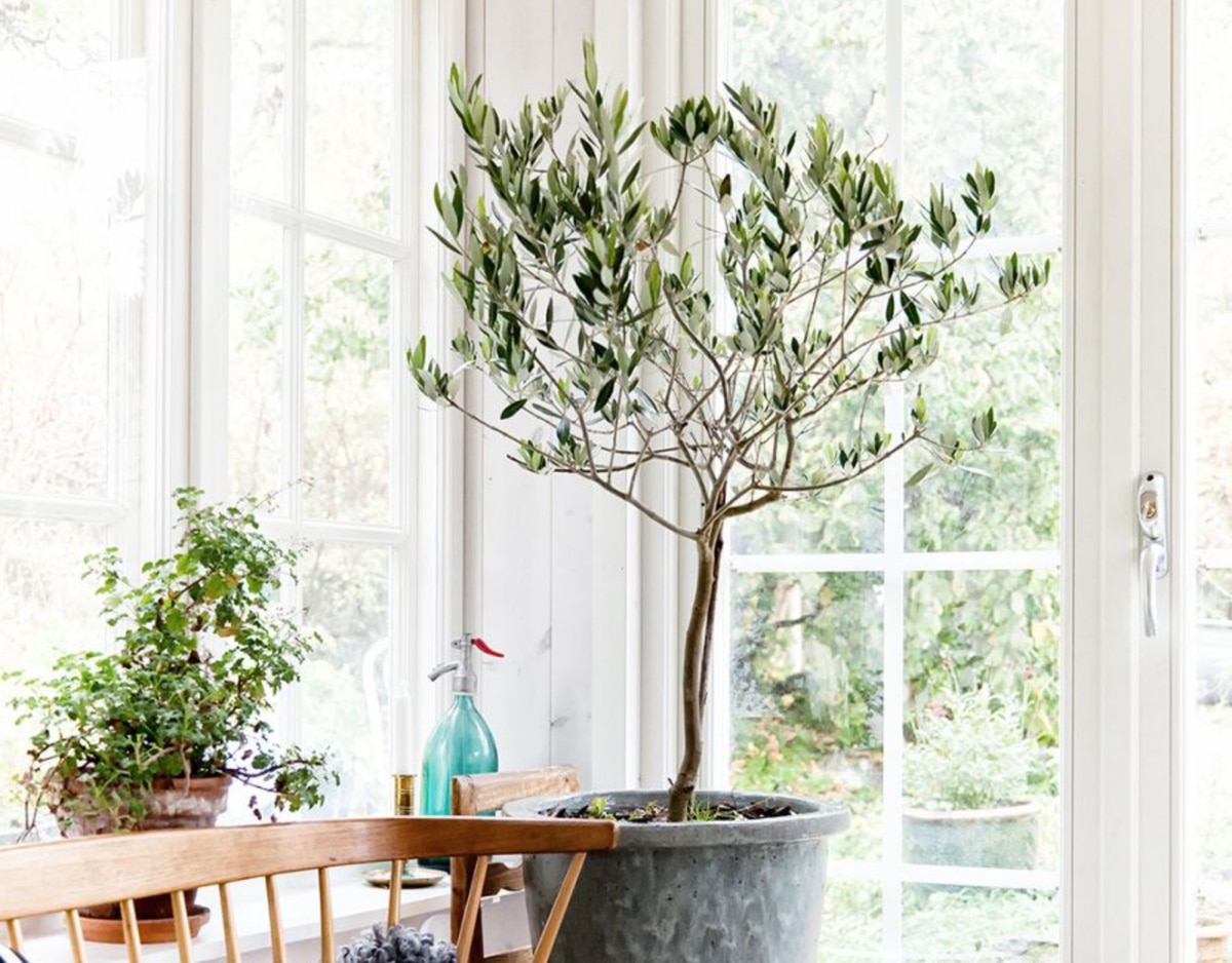 Can an olive tree be grown indoors?