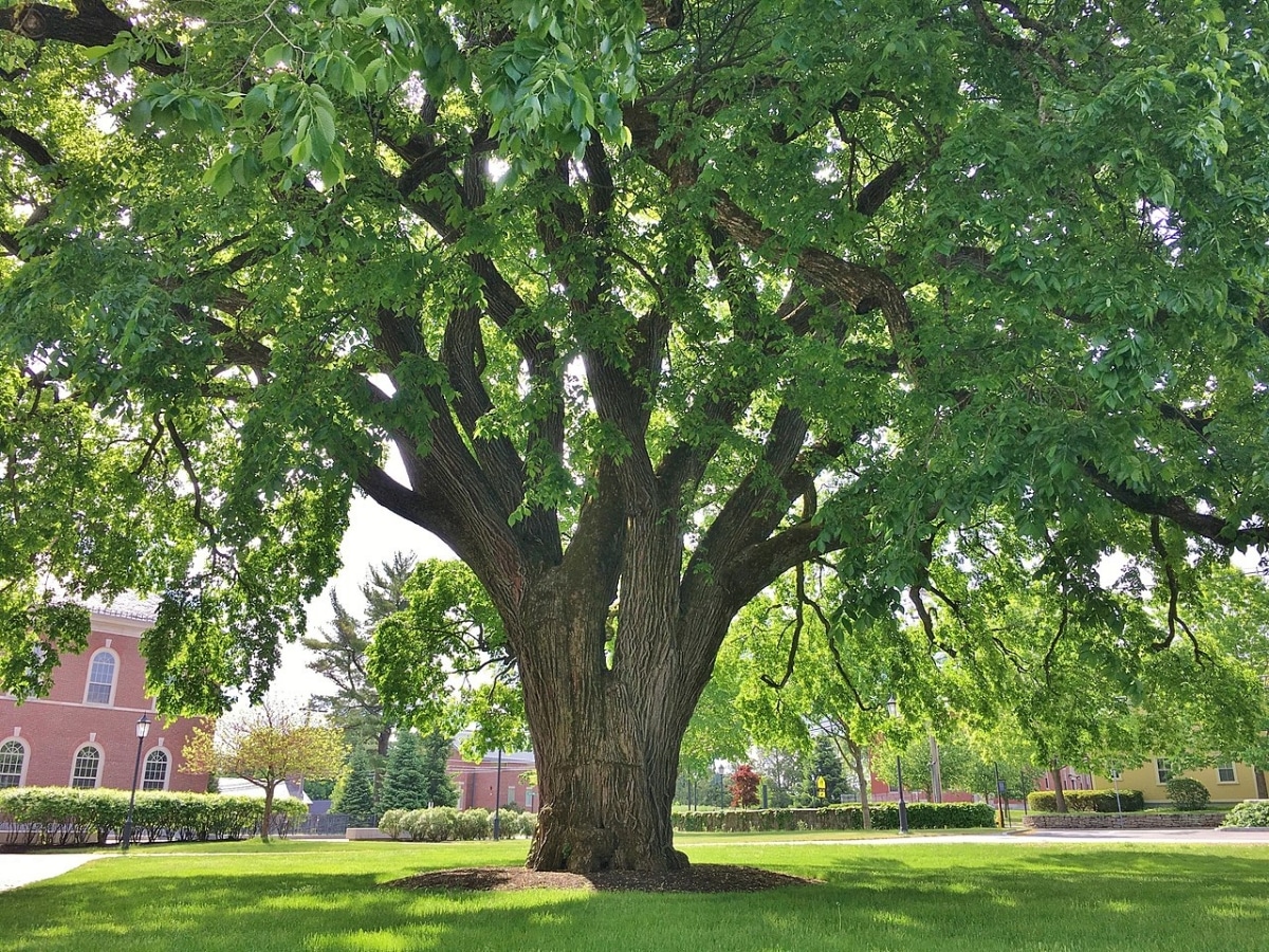 All about the American elm, a wonderful garden tree