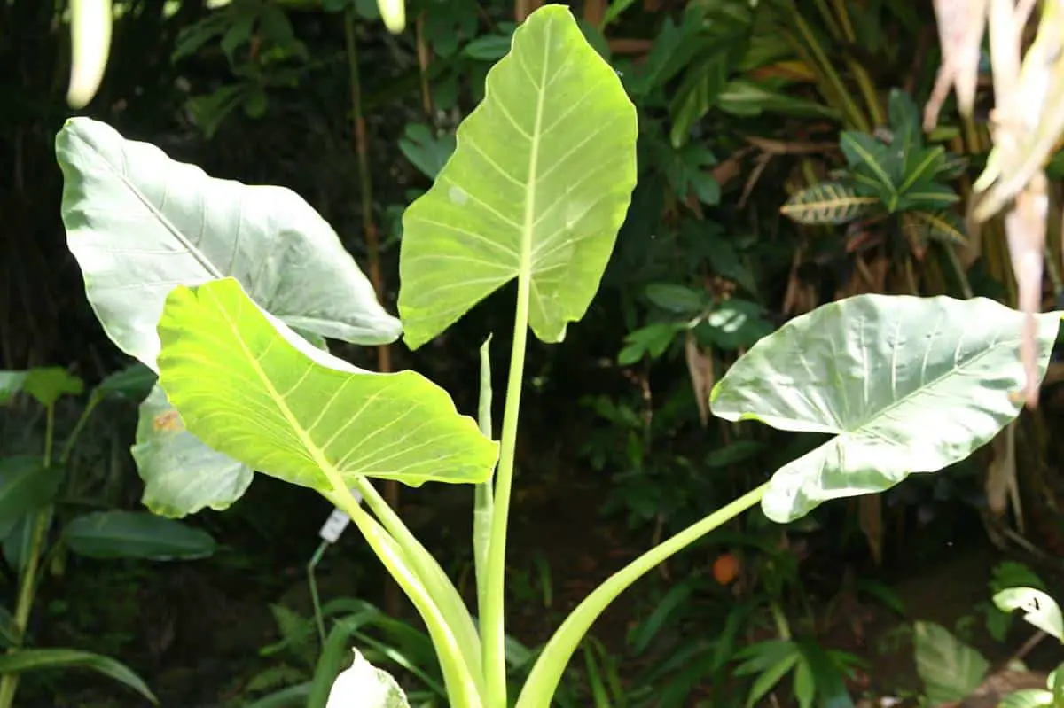 How to prune the elephant ear plant?