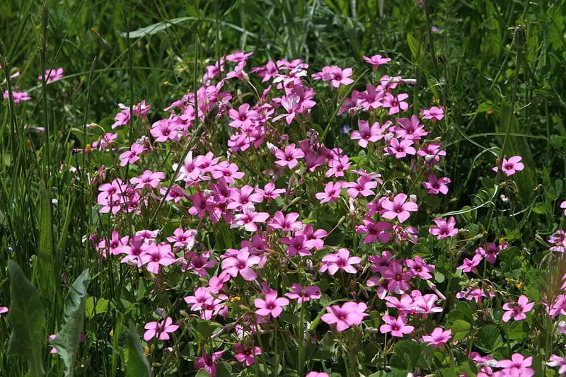Pink vinegar (Oxalis articulata)