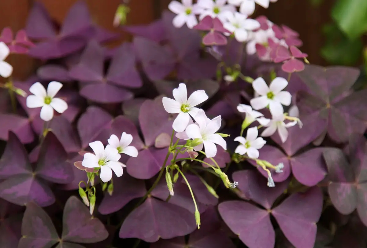The 8 best purple plants to decorate your home