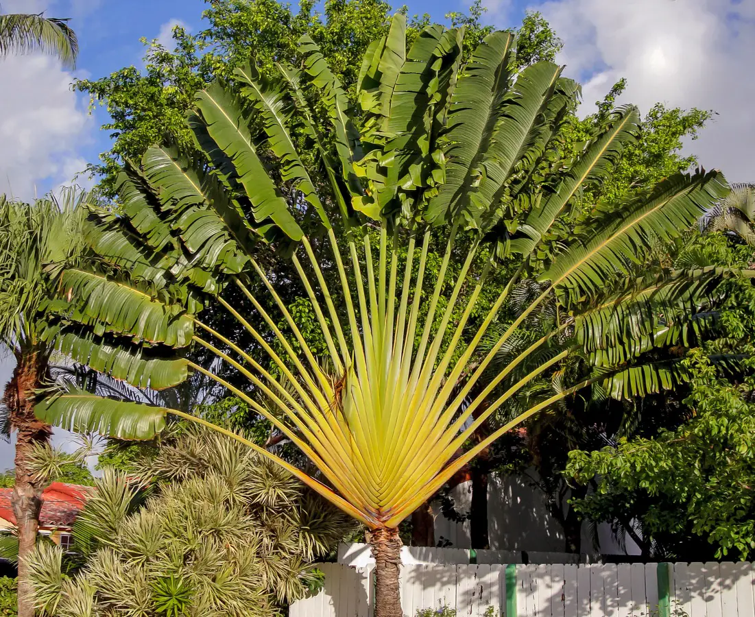 All about the Travelers’ Palm