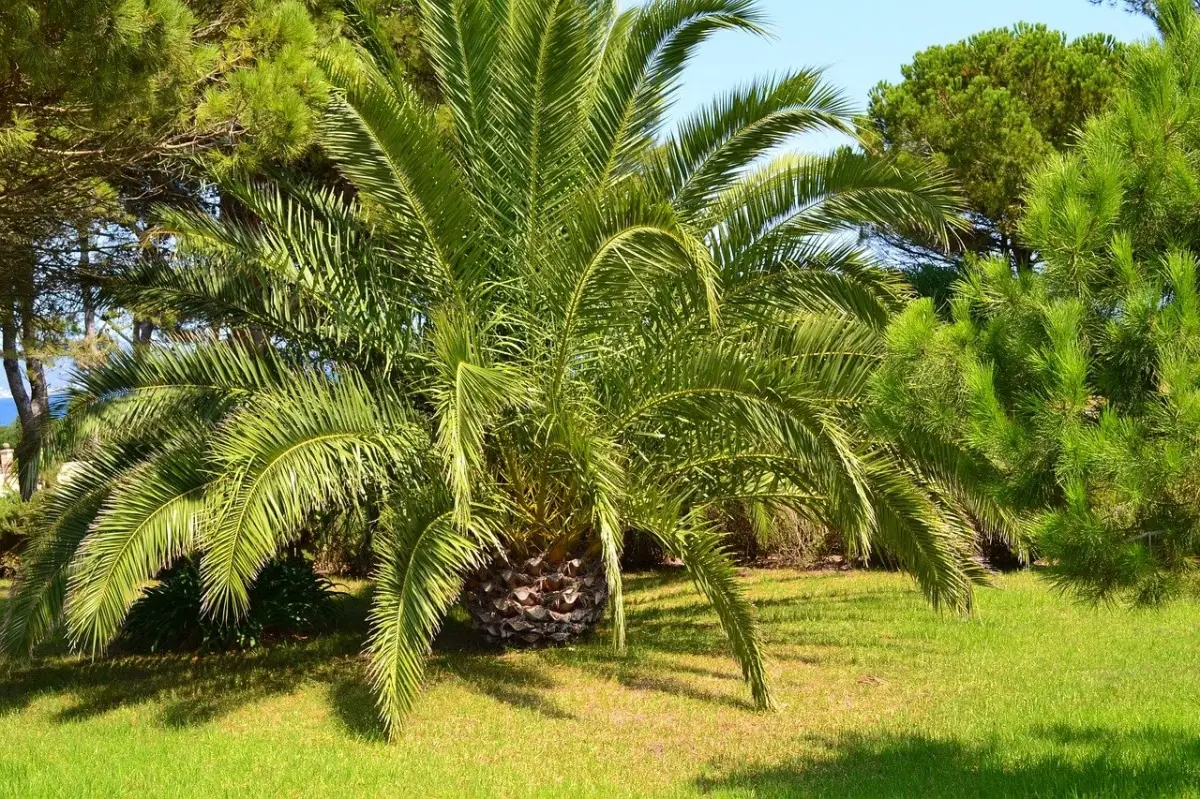 How to care for an outdoor palm tree. Top tips