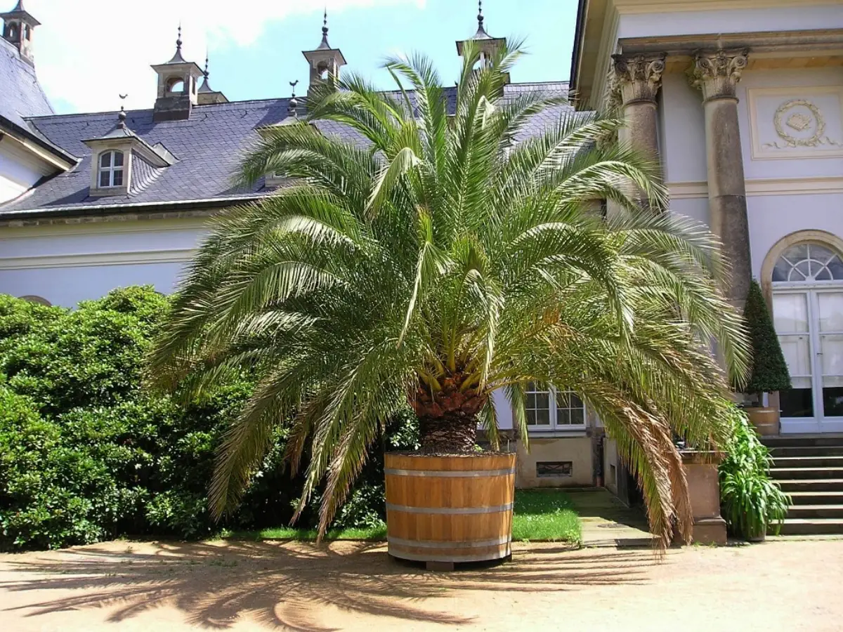 Can you have a potted Canary Island palm?