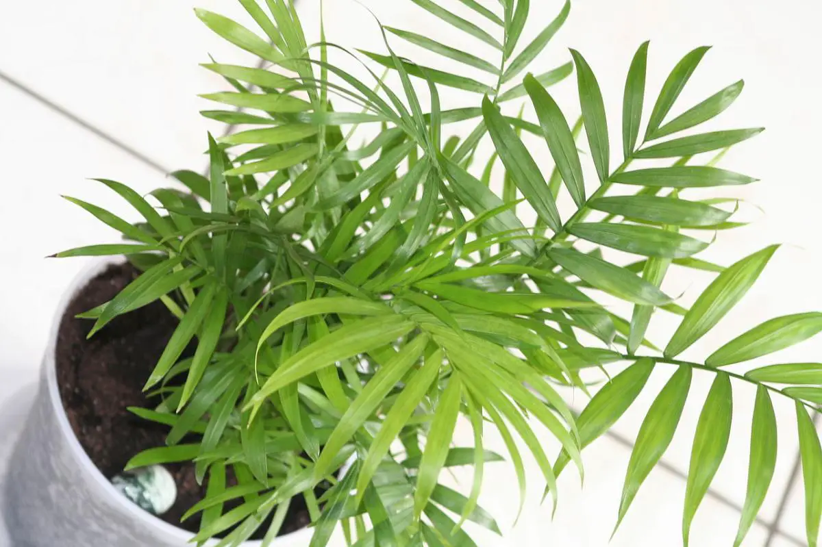 How to care for a potted palm tree