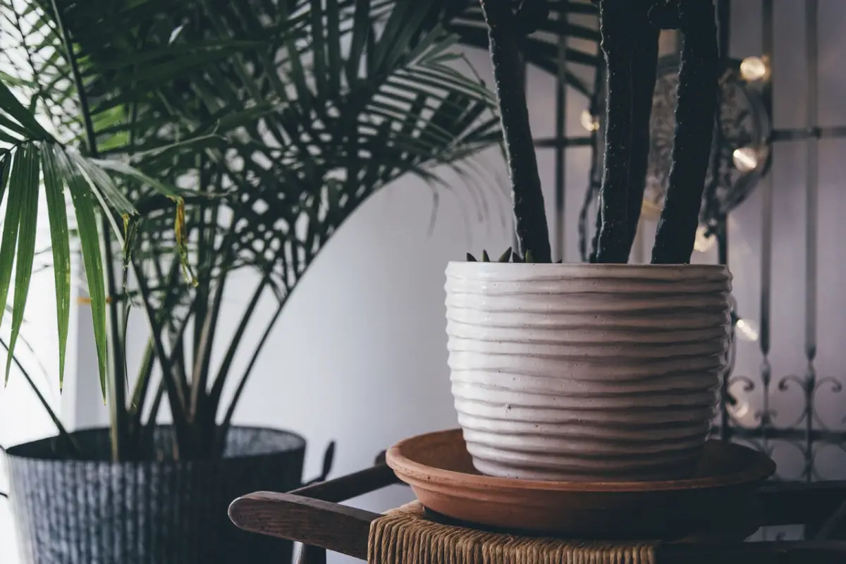 8 Palm-Like Indoor Plants | Gardening On
