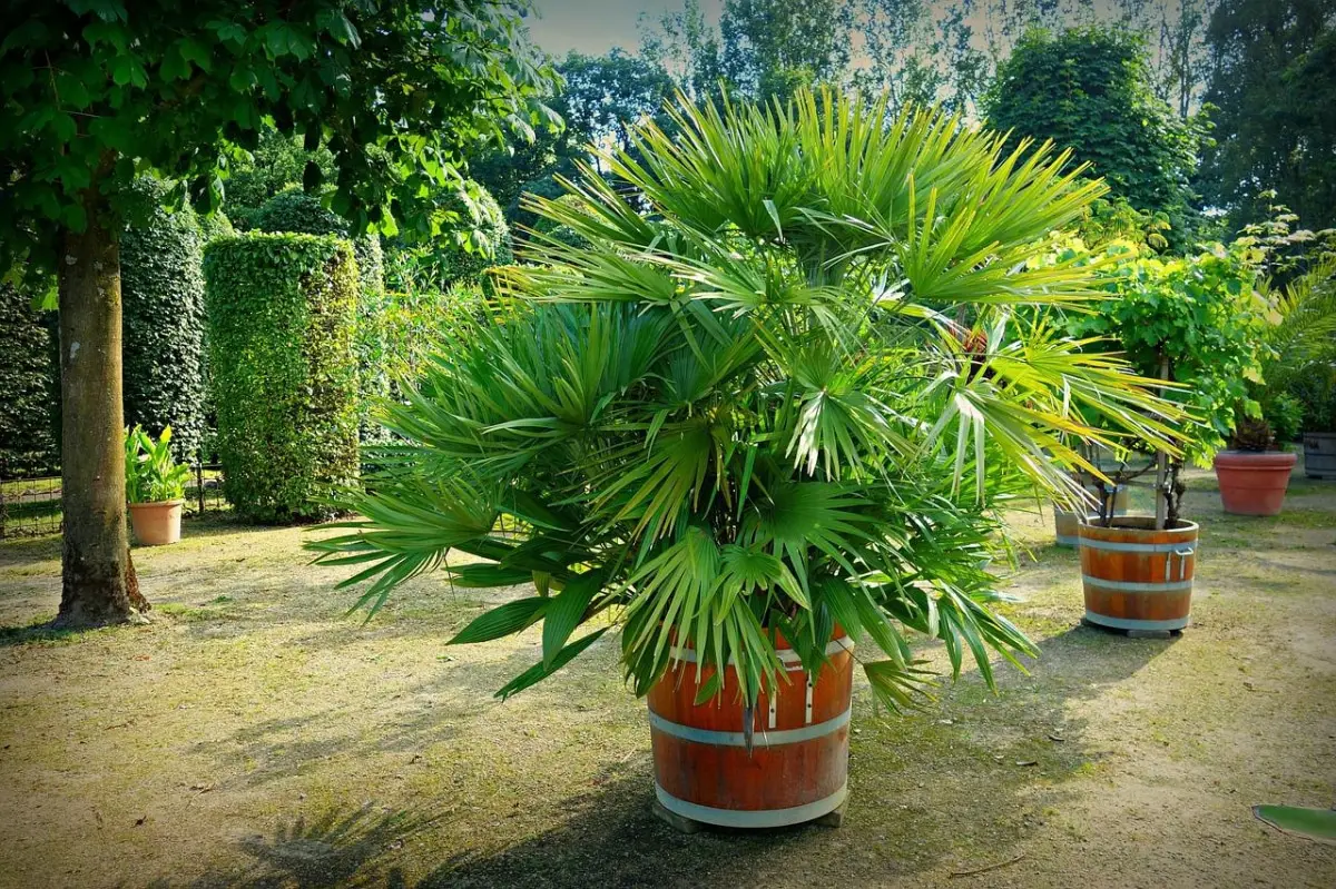 How to transplant a palm tree in the ground and in a pot