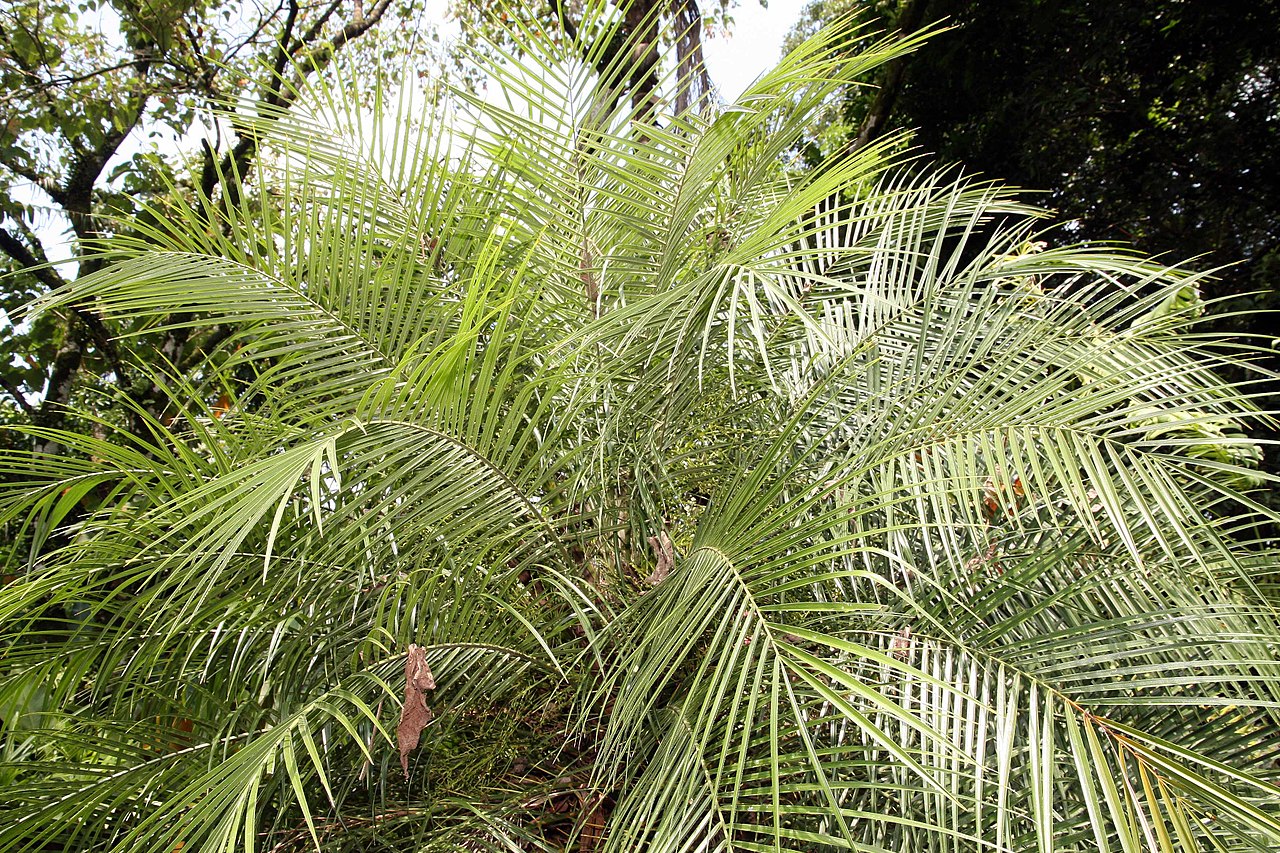 +10 types of palm trees to have in a pot