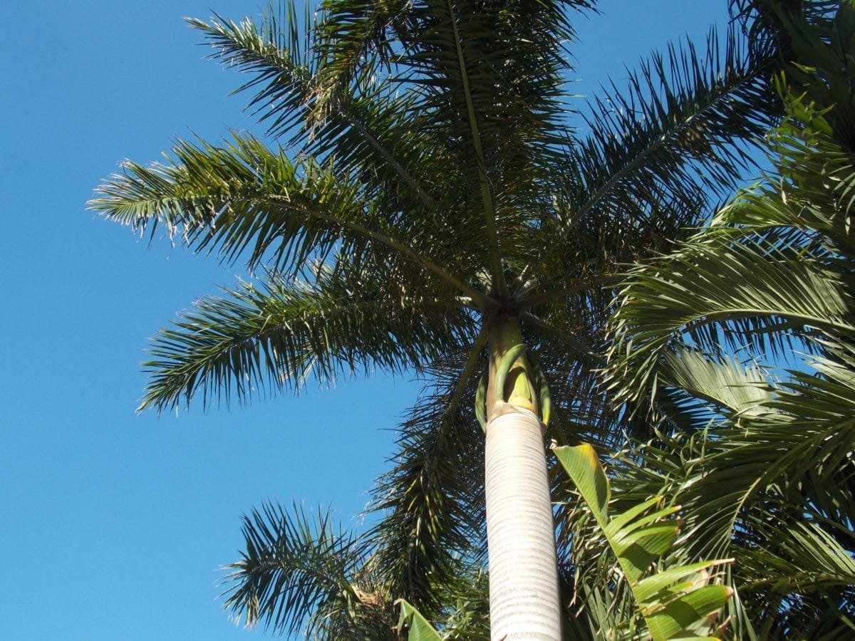 10 Rare And Beautiful Tropical Palm Trees