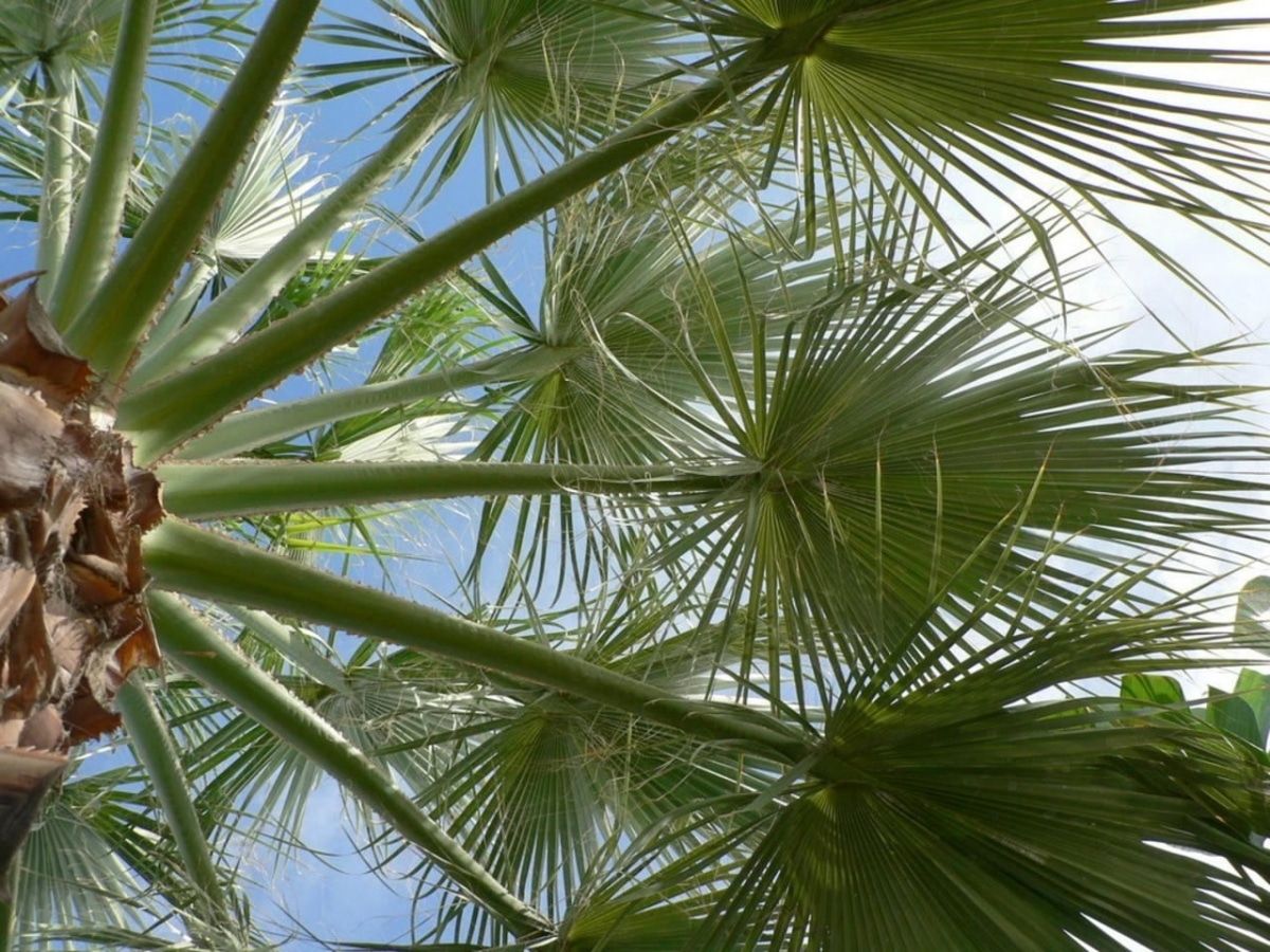 Are palm trees sunny or shaded?