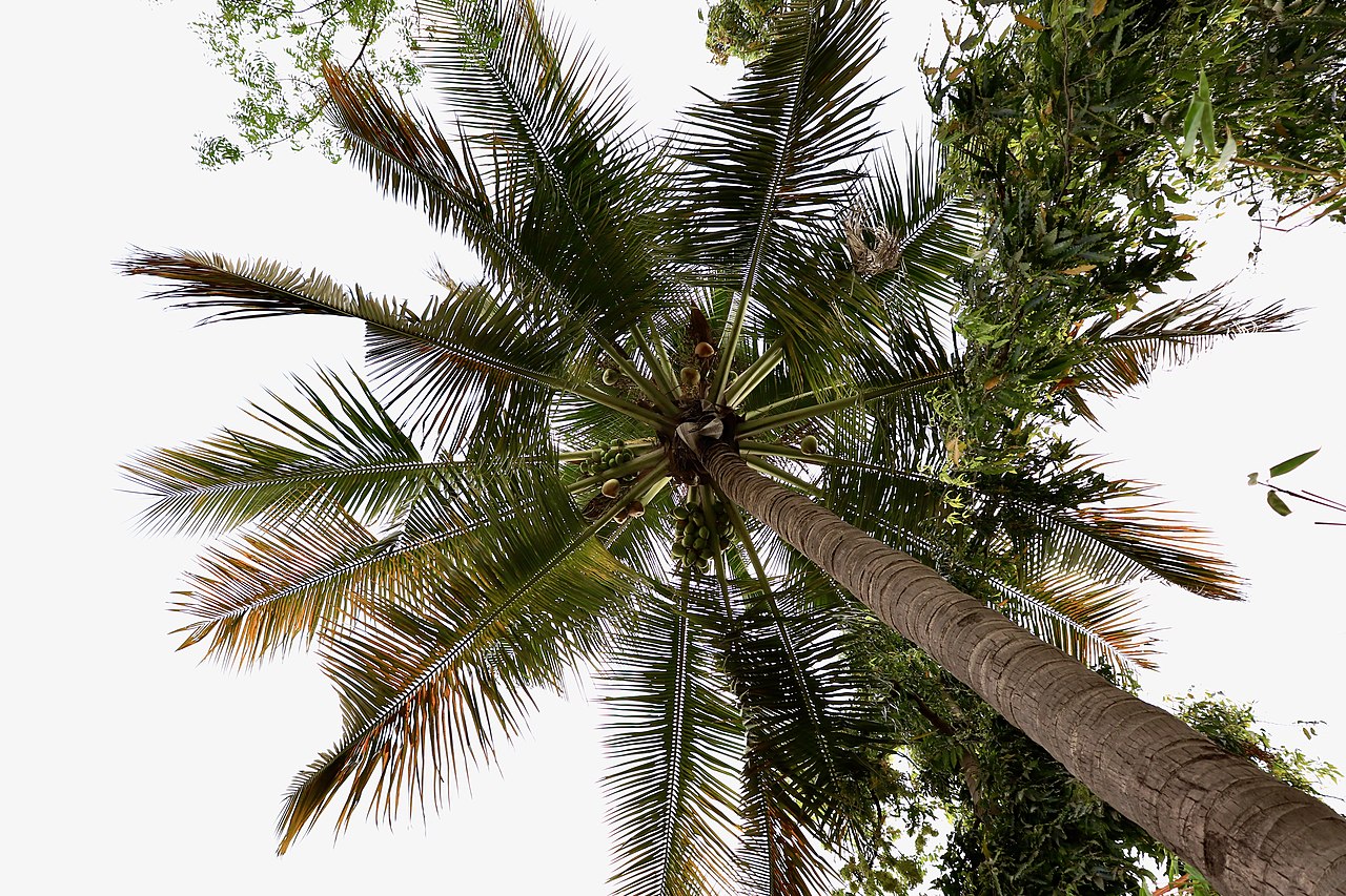 7 fast growing palm trees for your garden