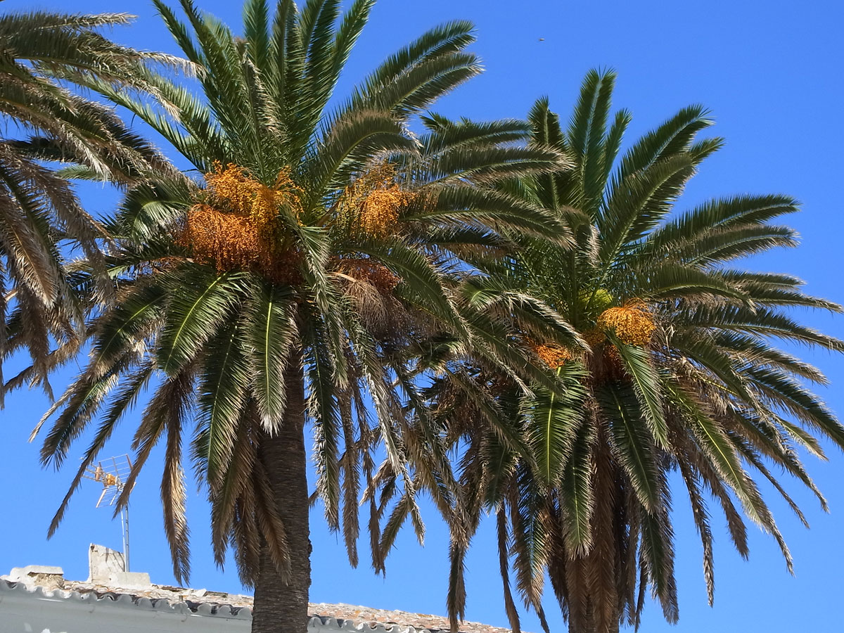 Canarian Palm Tree Care | Gardening On