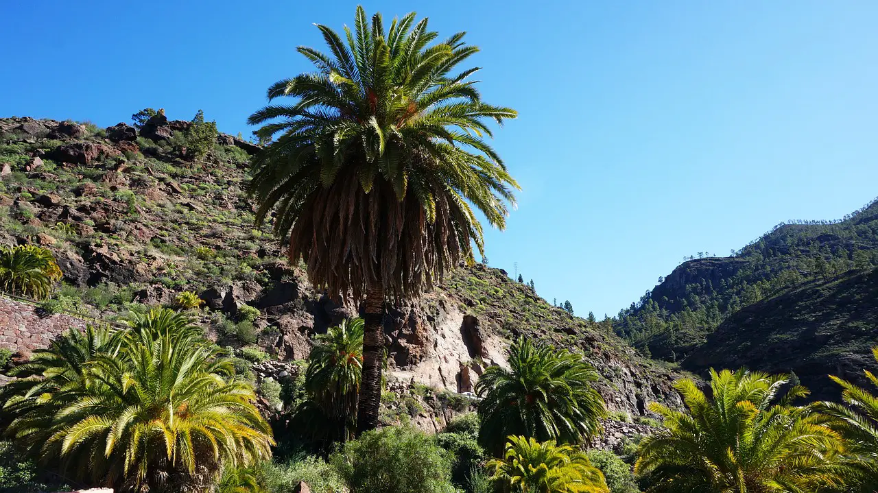 The 10 most beautiful Canarian plants