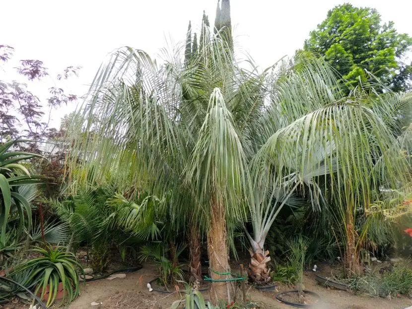 Parajubaea sunkha, a palm tree that has it all