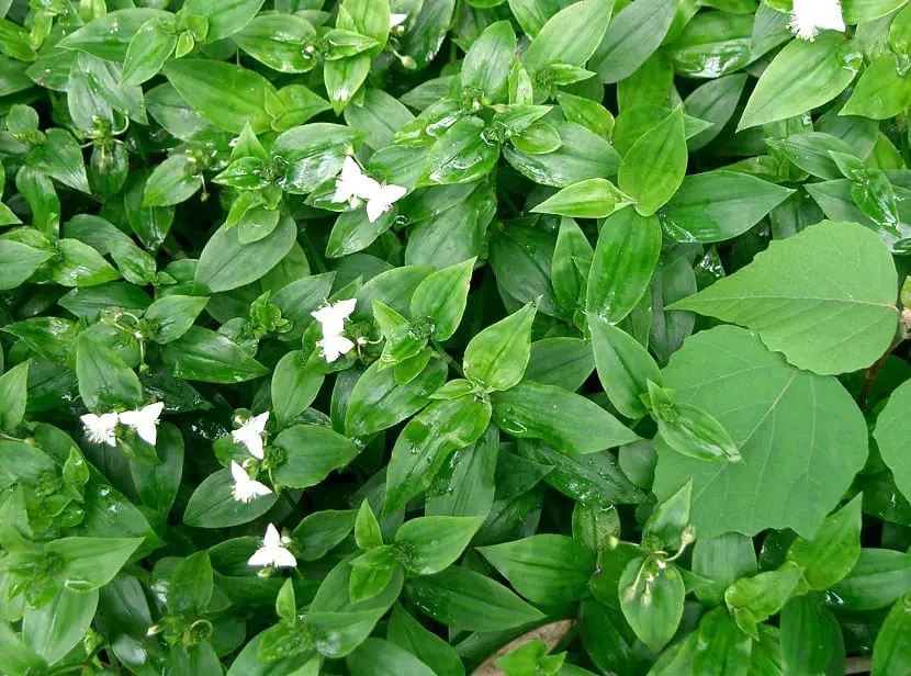 Discover Tradescantia fluminensis: an easy plant to care for