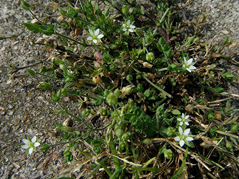 Arenaria serpyllifolia: A decorative plant with great uses