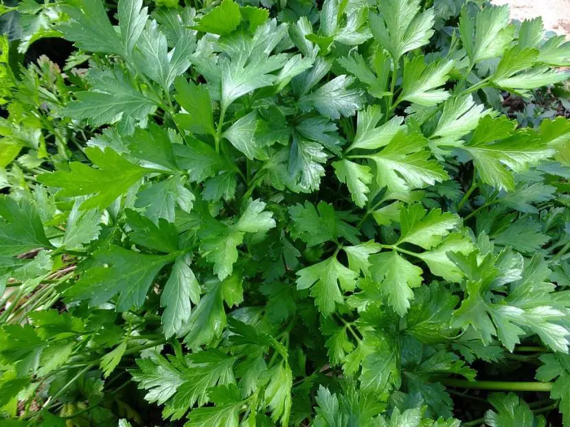 When and how to plant parsley?