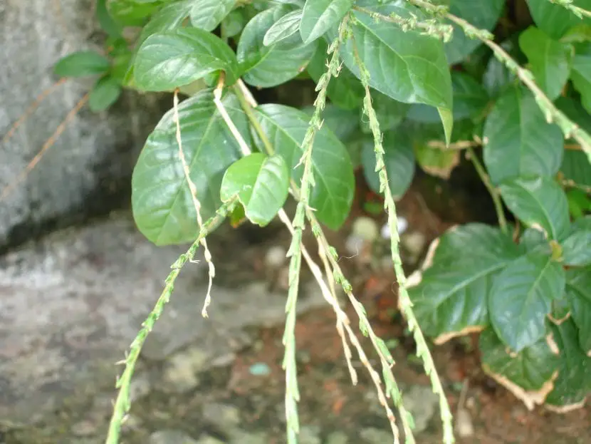 Anamu (Petiveria alliacea)