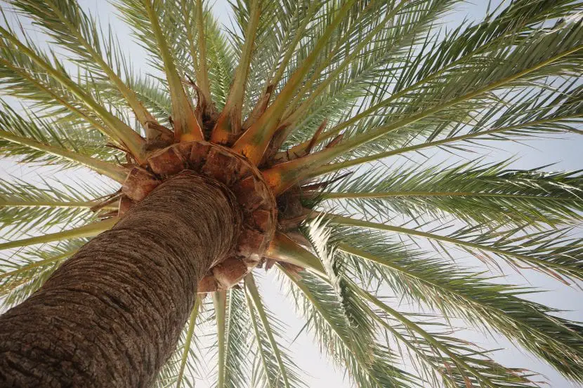 What are the characteristics of palm trees?