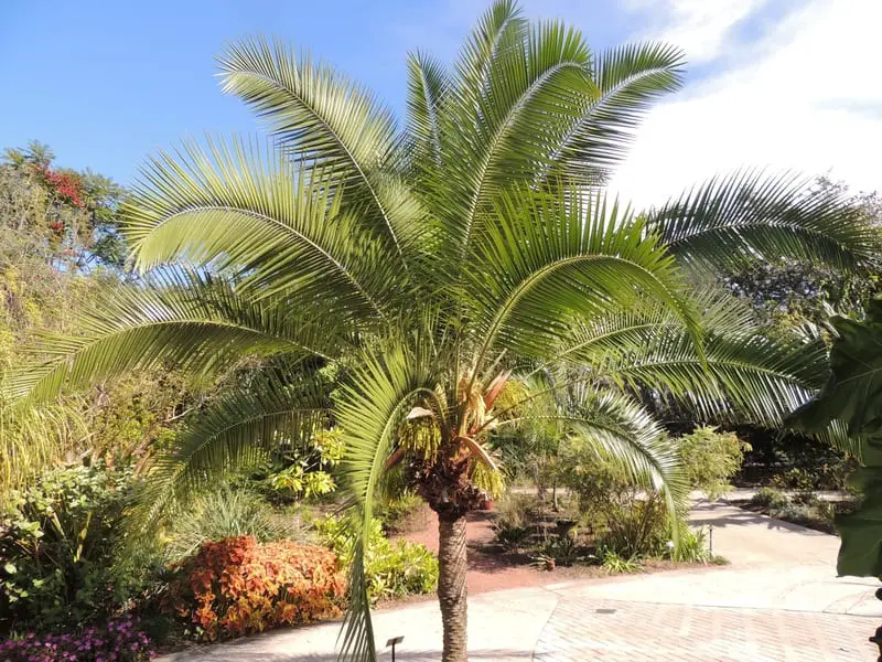 What is a hybrid palm tree?